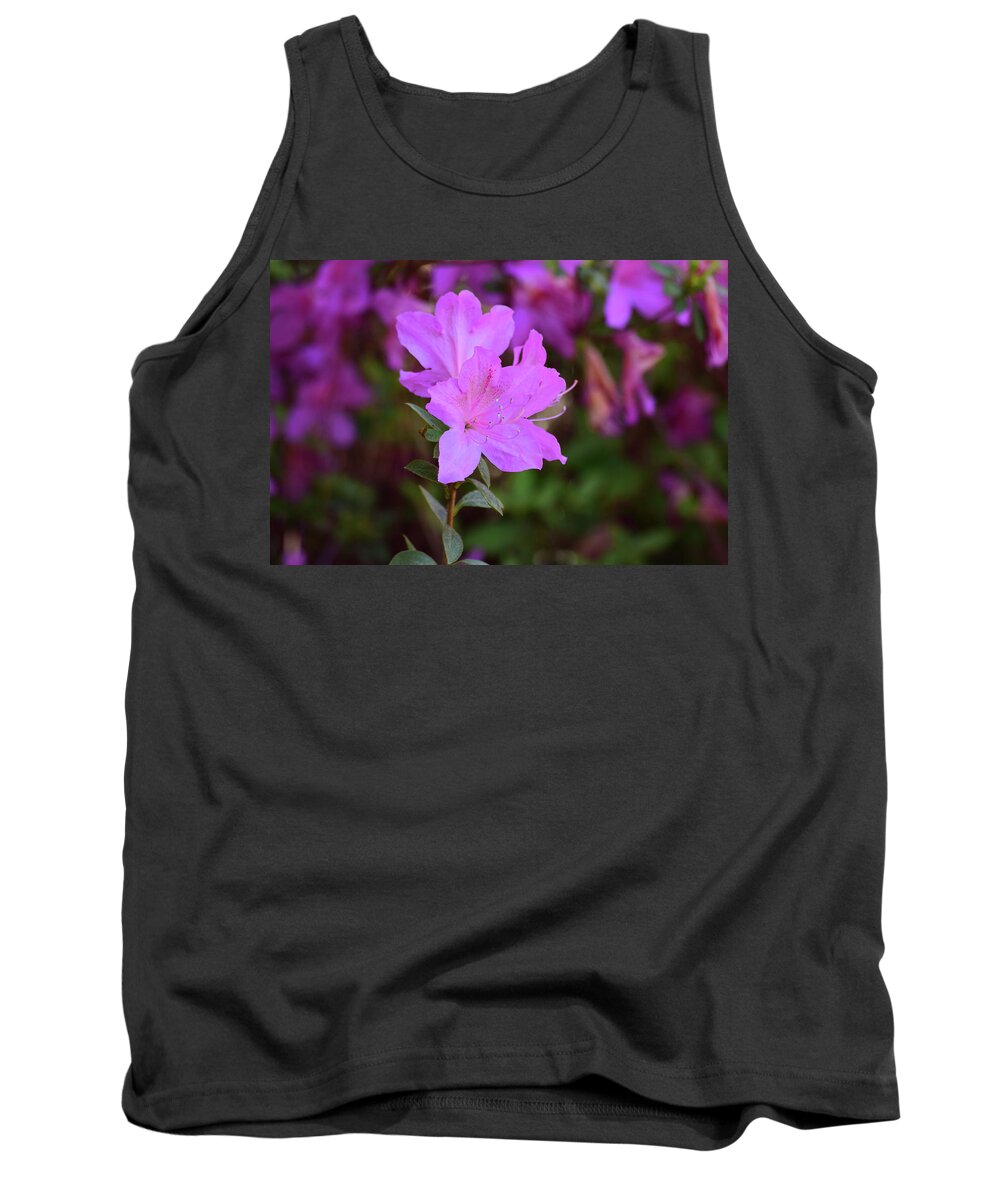 Flowers Tank Top featuring the photograph Purple Azaleas in Bloom by Nicole Lloyd