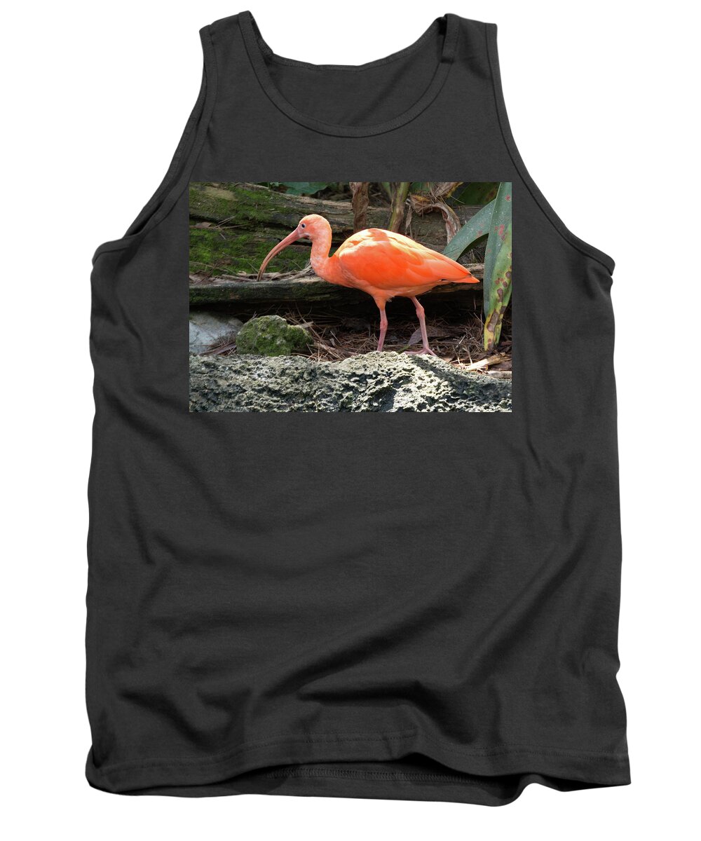 Ibis Tank Top featuring the photograph Scarlet Ibis by Margaret Zabor