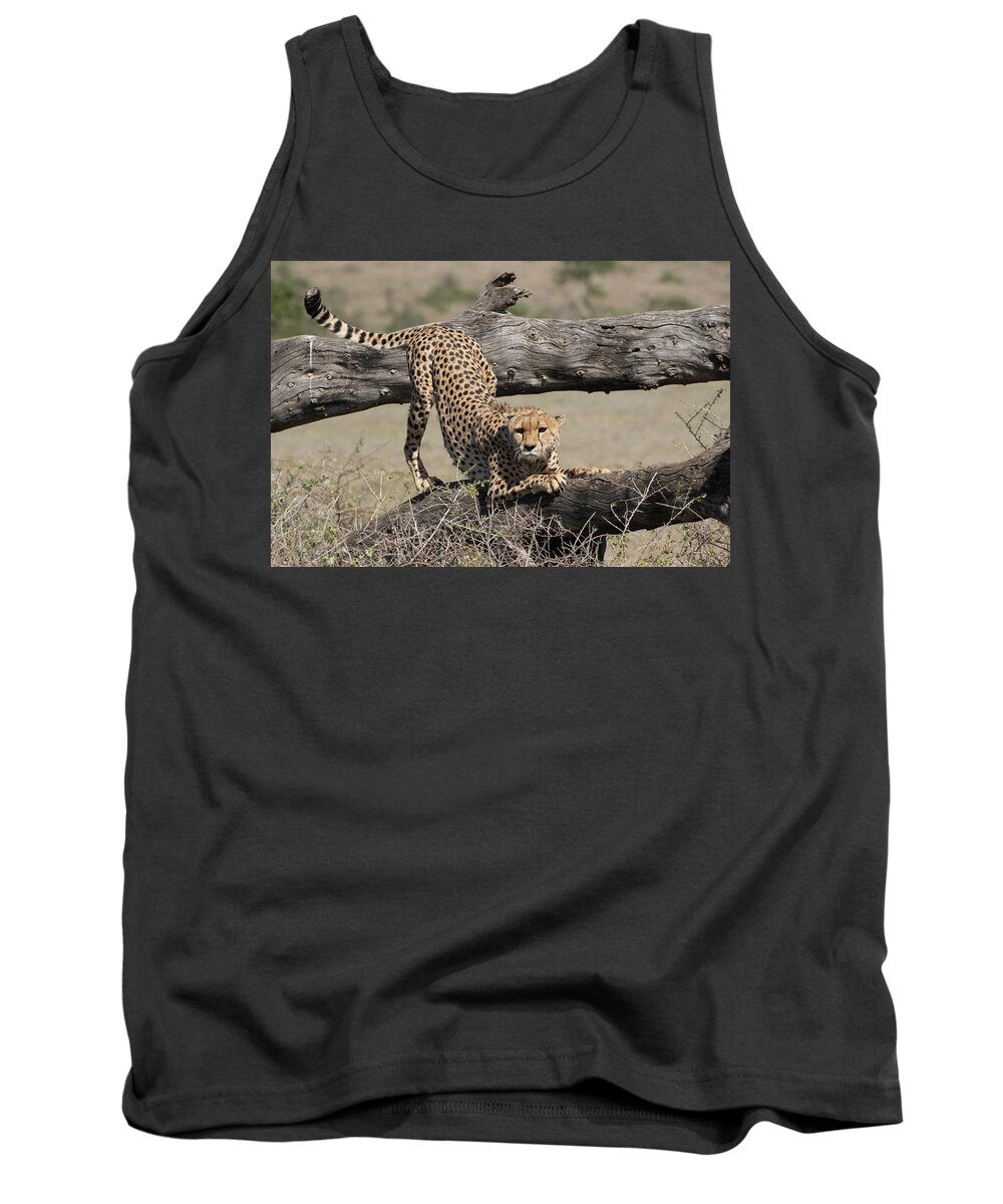 Africa Tank Top featuring the photograph Sharpening claws by Patrick Nowotny