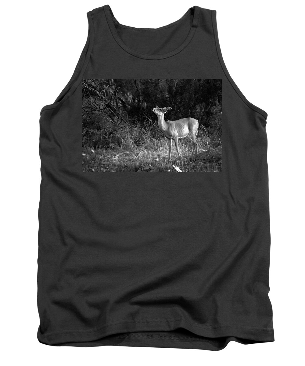 Richard E. Porter Tank Top featuring the photograph Sniffing the Wind - Deer, Palo Duro Canyon State Park, Texas by Richard Porter