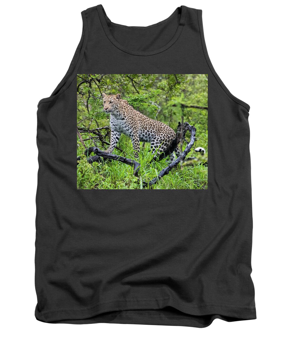 Leopard Tank Top featuring the photograph Tree climbing leopard by Mark Hunter