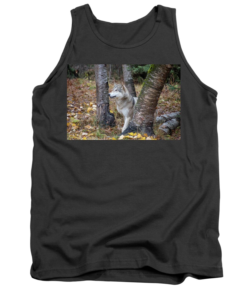 Animal Tank Top featuring the photograph Tundra Wolf in the Birch Trees by Teresa Wilson