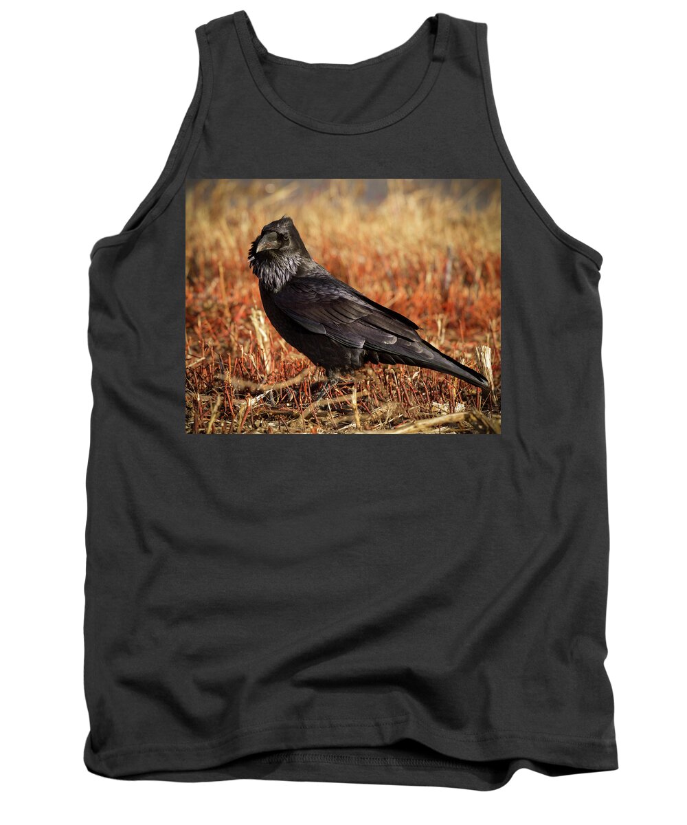 Corvidae Tank Top featuring the photograph Watchful Raven by Jean Noren