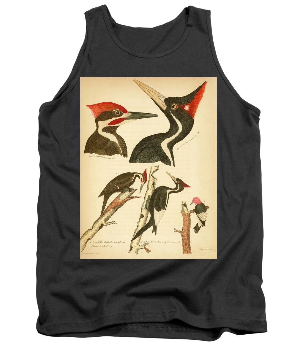 Birds Tank Top featuring the mixed media Woodpeckers by Alexander Wilson