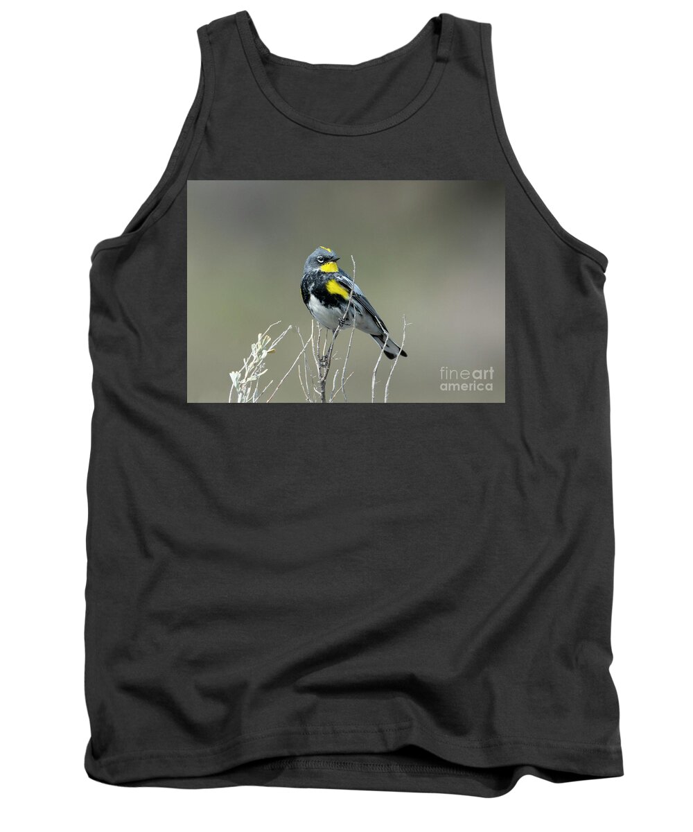 Yellow-rumped Warbler Tank Top featuring the photograph Yellow Warbler by Michael Dawson