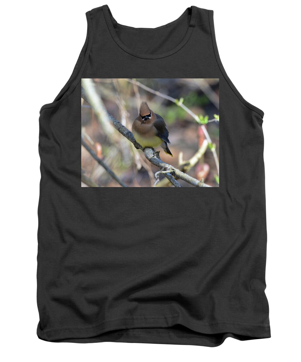  Tank Top featuring the photograph Cedar Waxwing 6 by David Armstrong