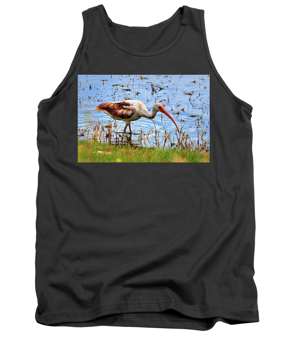 Birds Tank Top featuring the photograph Immature White Ibis by Robert Harris