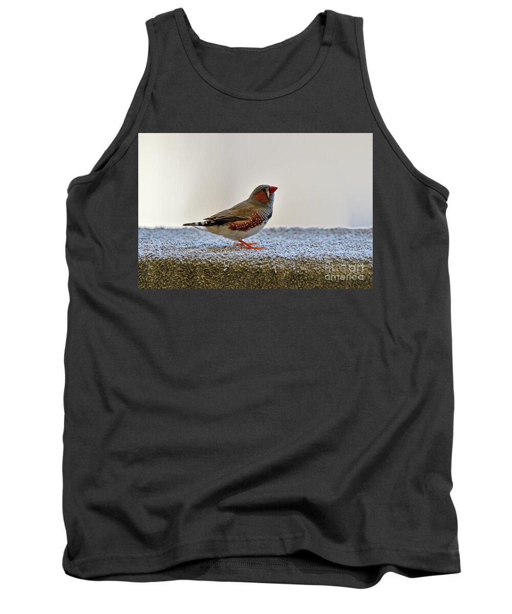 Zebra Finch Tank Top featuring the photograph Wild Zebra Finch #2 by Amazing Action Photo Video