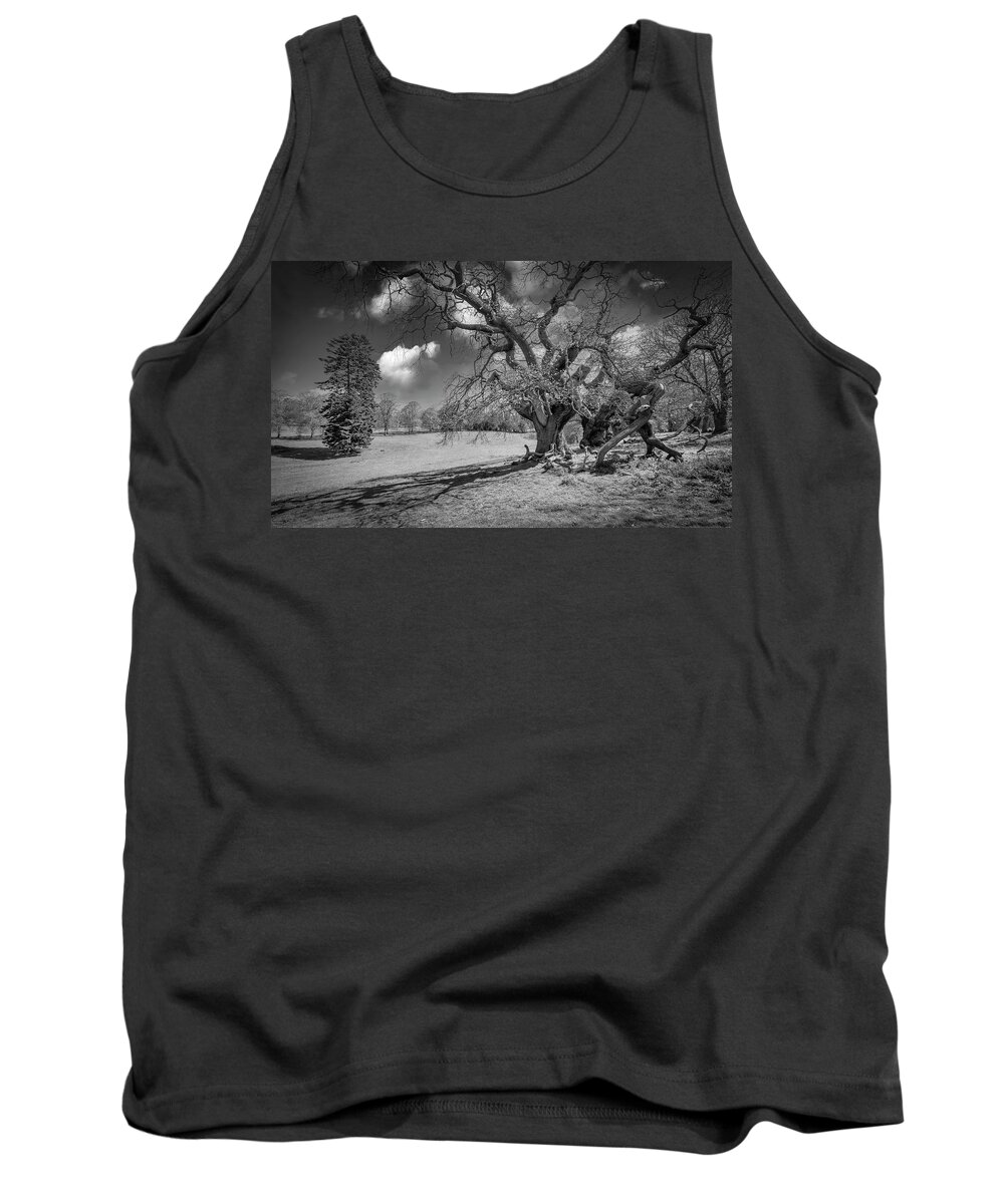 Trees Tank Top featuring the photograph In the morning #3 by Remigiusz MARCZAK