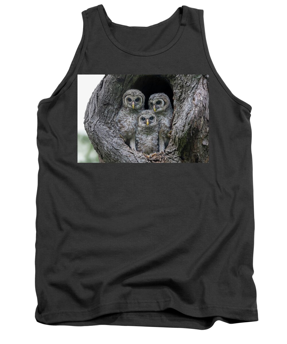 Baby Barred Owls Tank Top featuring the photograph Adorable Siblings by Puttaswamy Ravishankar