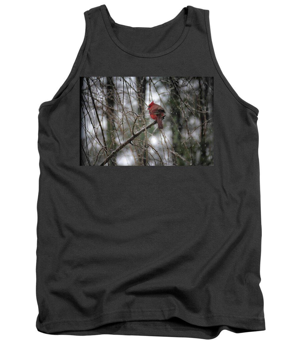 Bird Tank Top featuring the photograph A Cardinal in Winter by Laura Roberts
