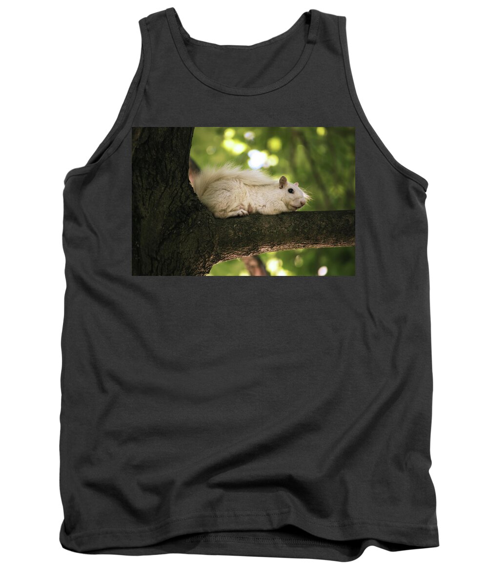 White Squirrel Tank Top featuring the photograph A Rare White Squirrel In A Tree by Jay Smith