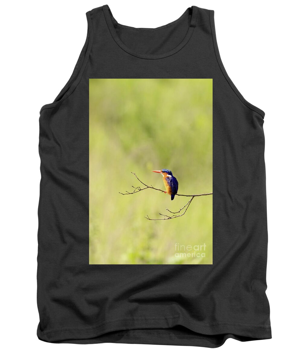 Malachite Tank Top featuring the photograph Adult malachite kingfisher, corythornis cristatus, perched on a by Jane Rix