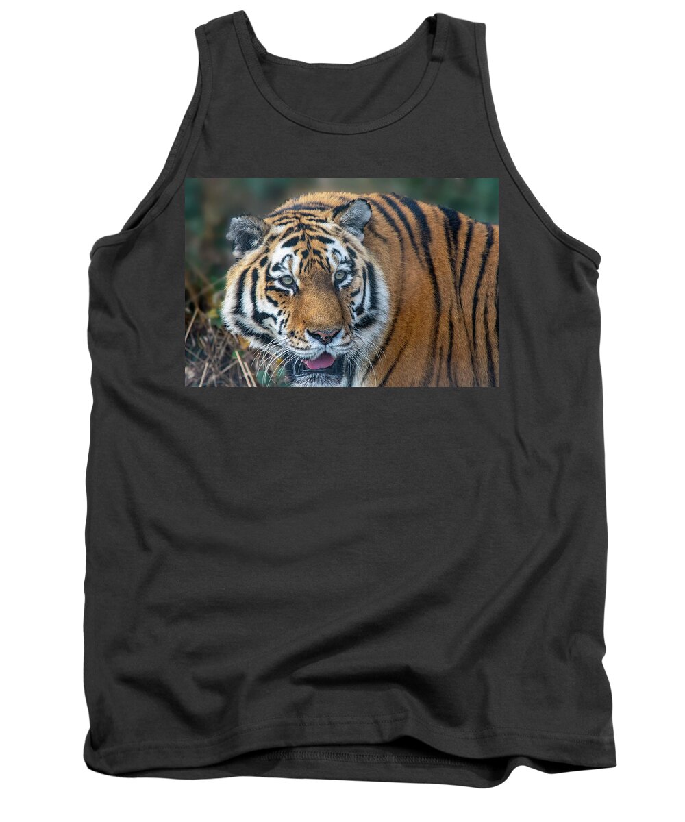Tiger Tank Top featuring the photograph Amur Tiger by Gareth Parkes