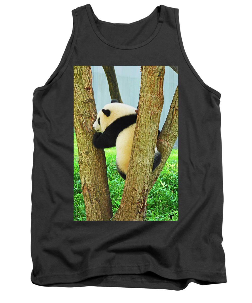 Pandas Tank Top featuring the photograph Baby Panda Xiao Qi Ji Climbing A Tree by Emmy Marie Vickers