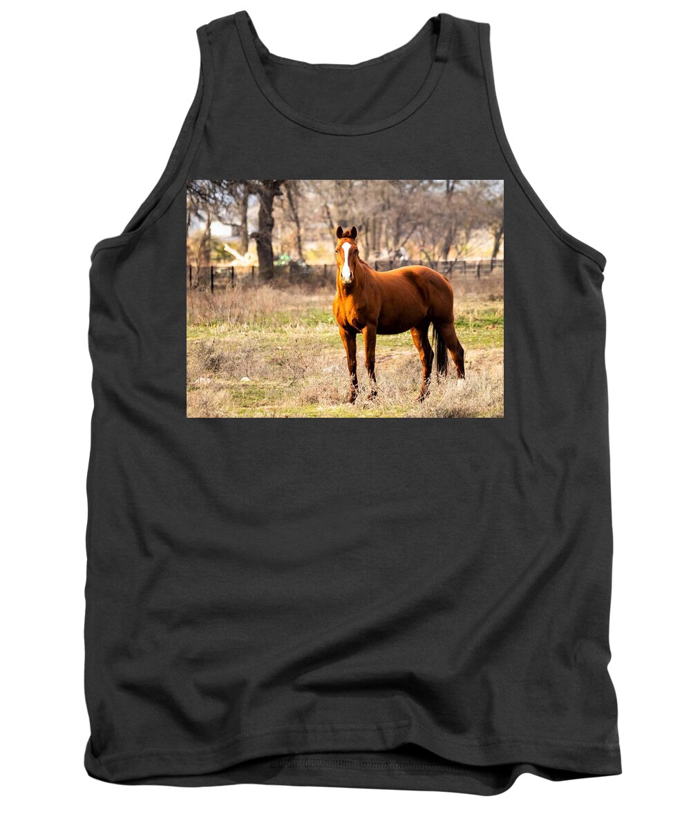 Horse Tank Top featuring the photograph Bay Horse 1 by C Winslow Shafer