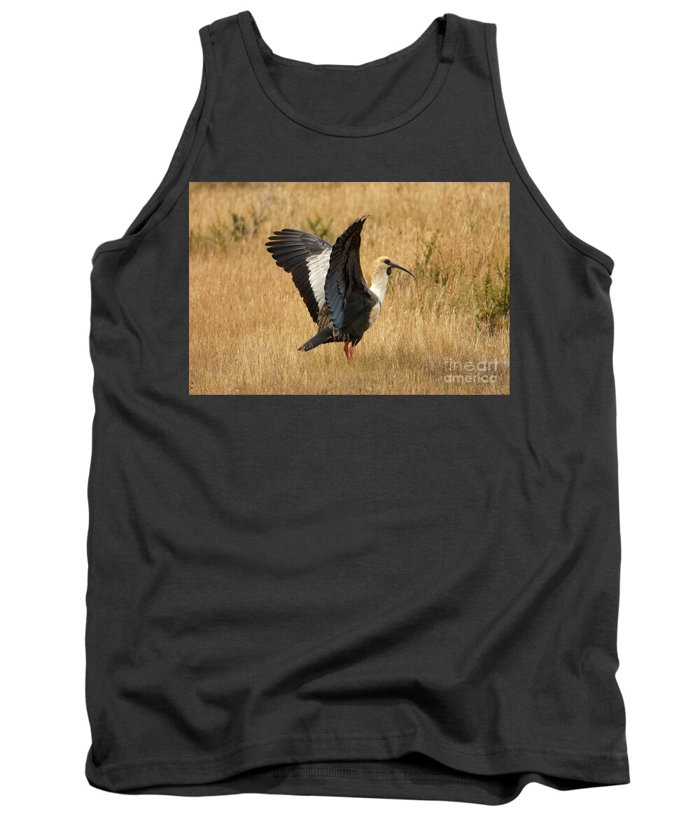 Wading Bird Tank Top featuring the photograph Black-faced Ibis taking off by Matteo Del Grosso