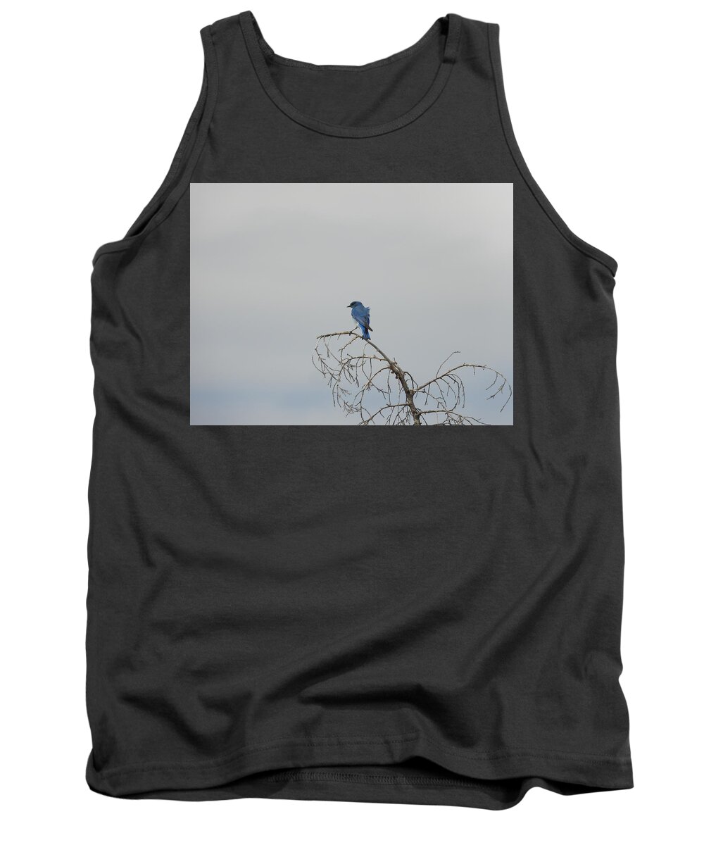 Blue Bird Tank Top featuring the photograph Blue Bird in the Wind 2 by Amanda R Wright