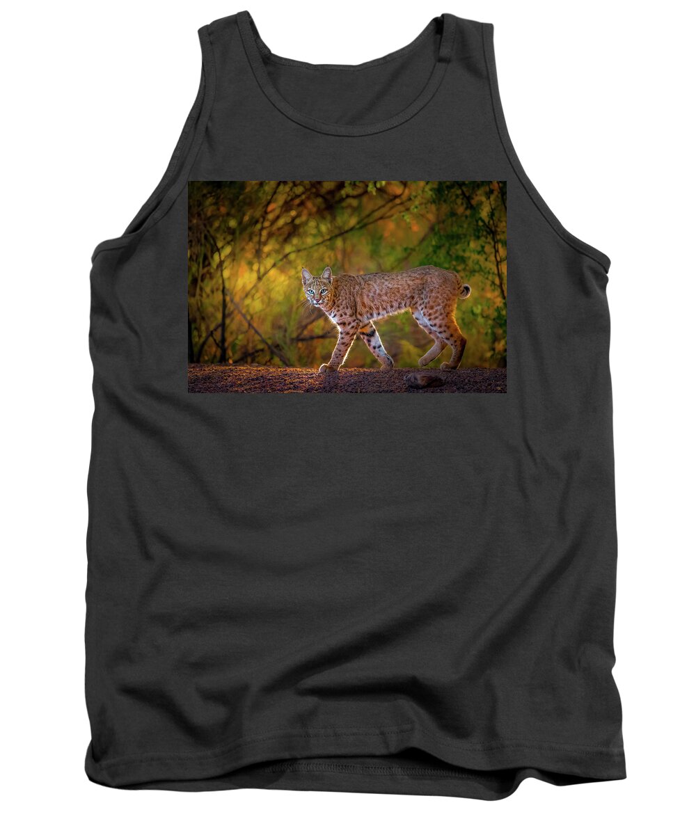 American Southwest Tank Top featuring the photograph Bobcat in Morning Golden Hour by James Capo