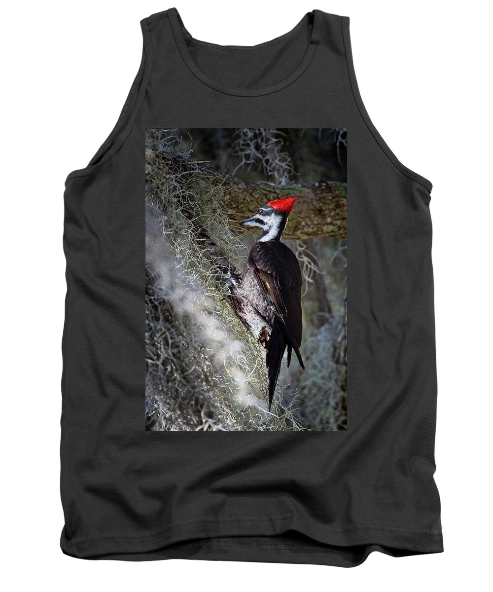 Pileated Woodpecker Tank Top featuring the photograph Bug Hunting by Ronald Lutz