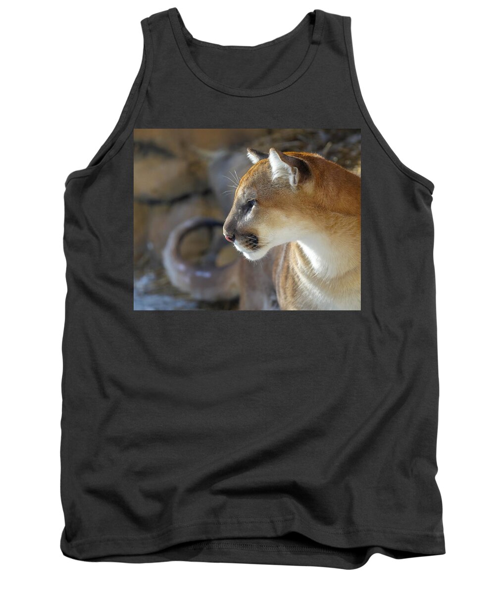 Africa Tank Top featuring the photograph Calm Cougar  by Susan Rydberg