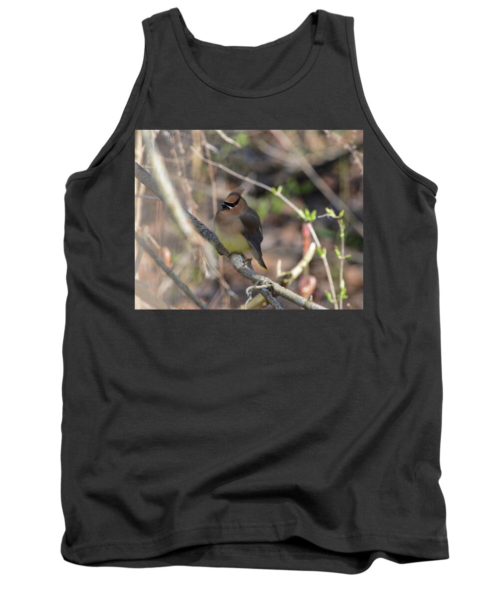  Tank Top featuring the photograph Cedar Waxwing 7 by David Armstrong