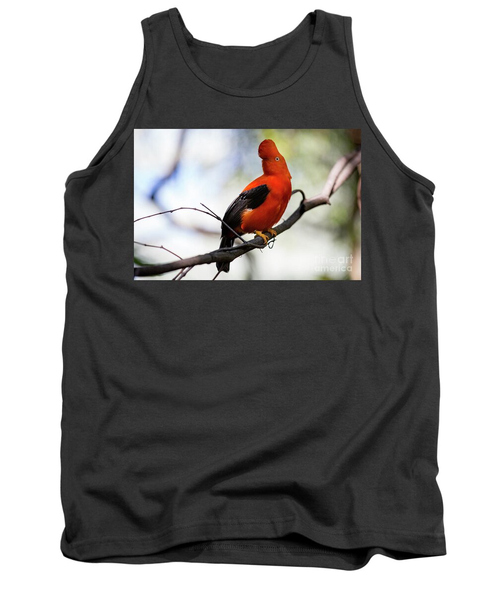 Cock Of The Rock Tank Top featuring the photograph Cock of the Rock by Erin Marie Davis