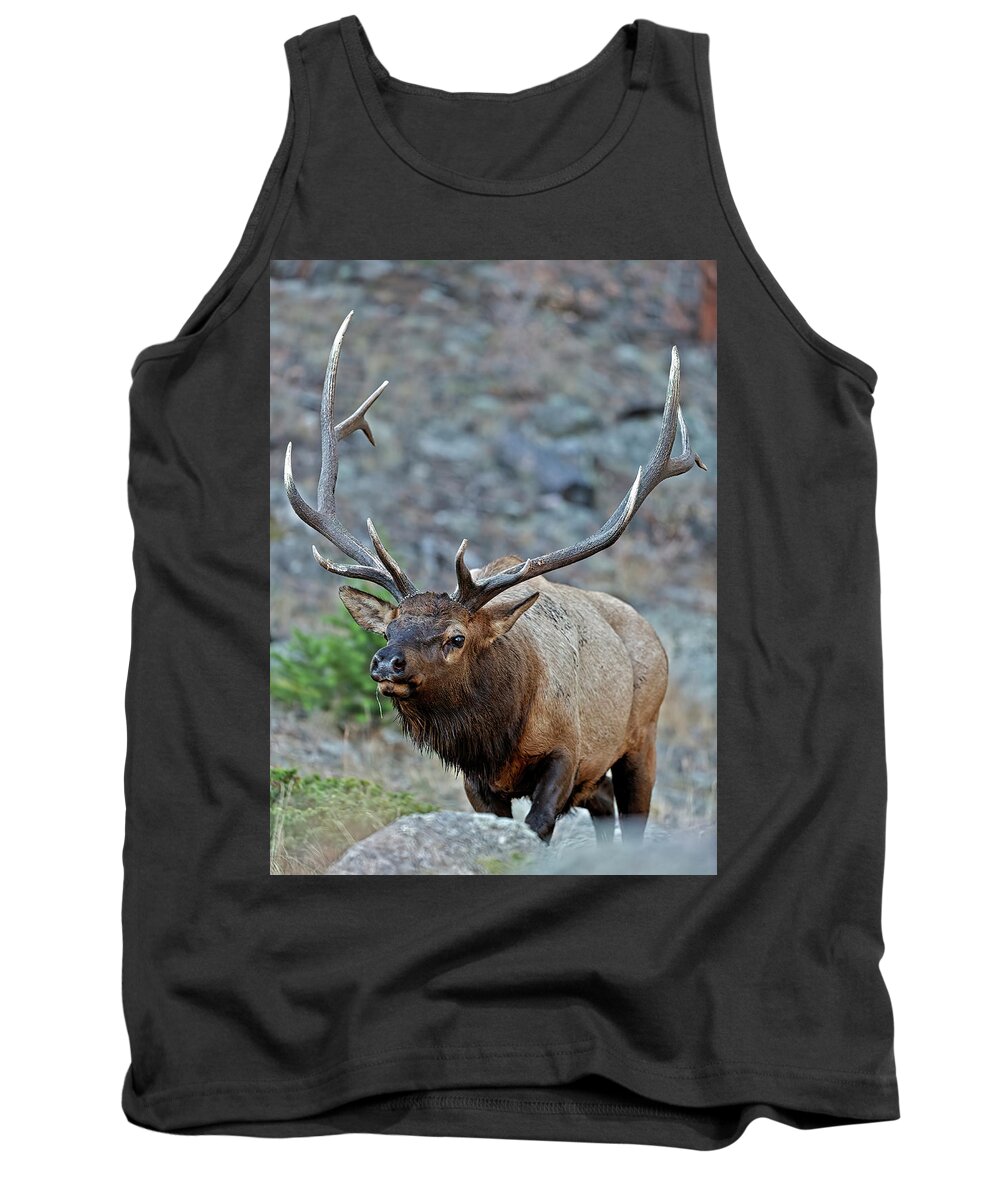 Bull Elk Tank Top featuring the photograph Colorado Rocky Mountain Bull Elk by Gary Langley
