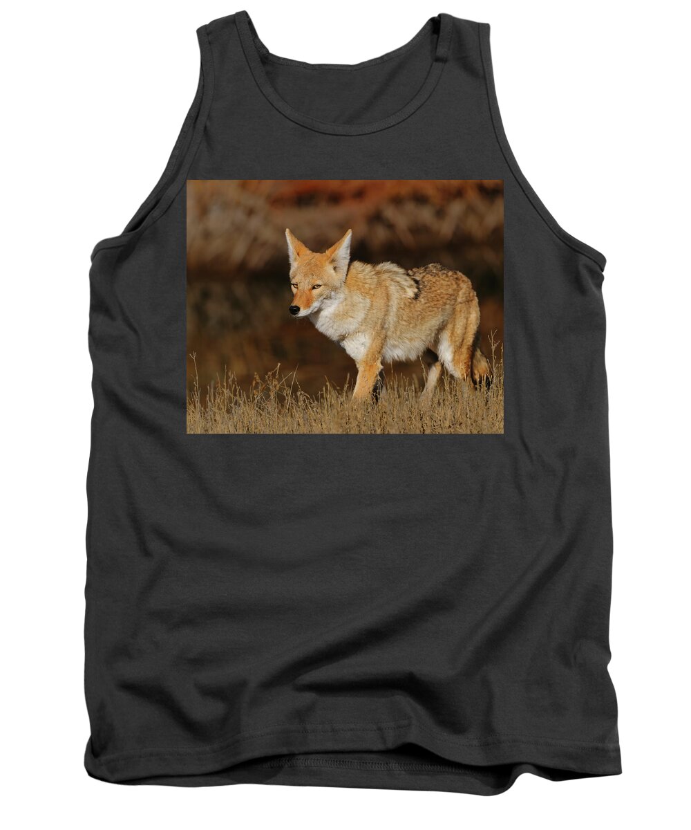 Coyote Tank Top featuring the photograph Coyote by Gary Langley