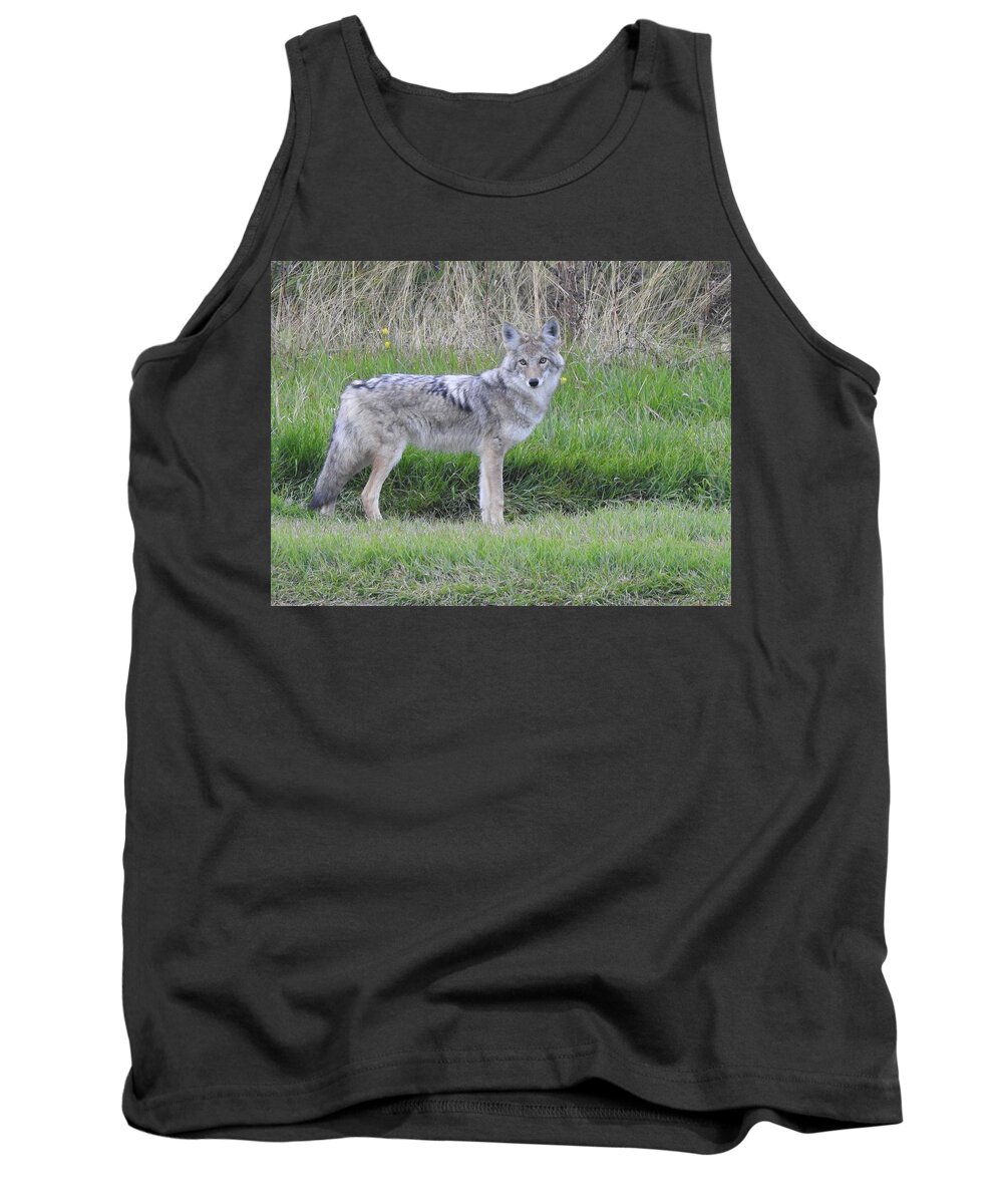 Chilcotin Coyote Tank Top featuring the photograph Coyote by Nicola Finch