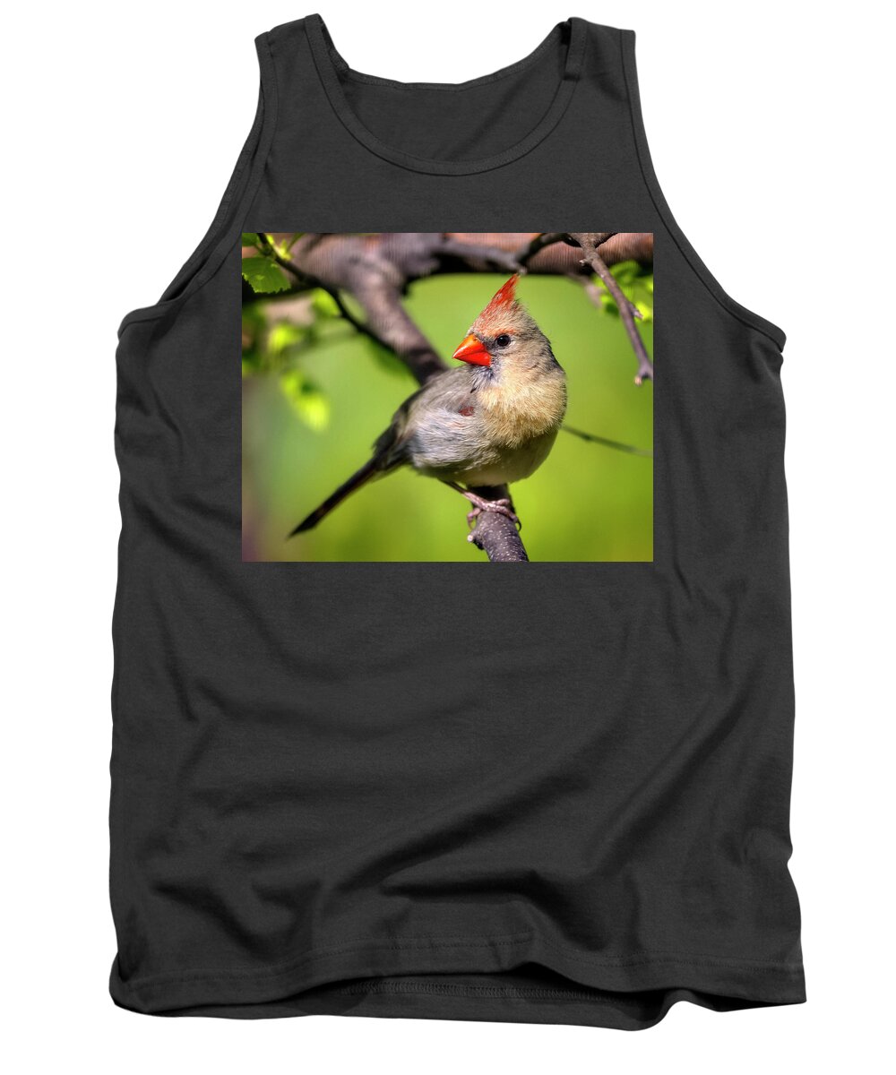 Female Tank Top featuring the photograph Female Cardinal by Al Mueller