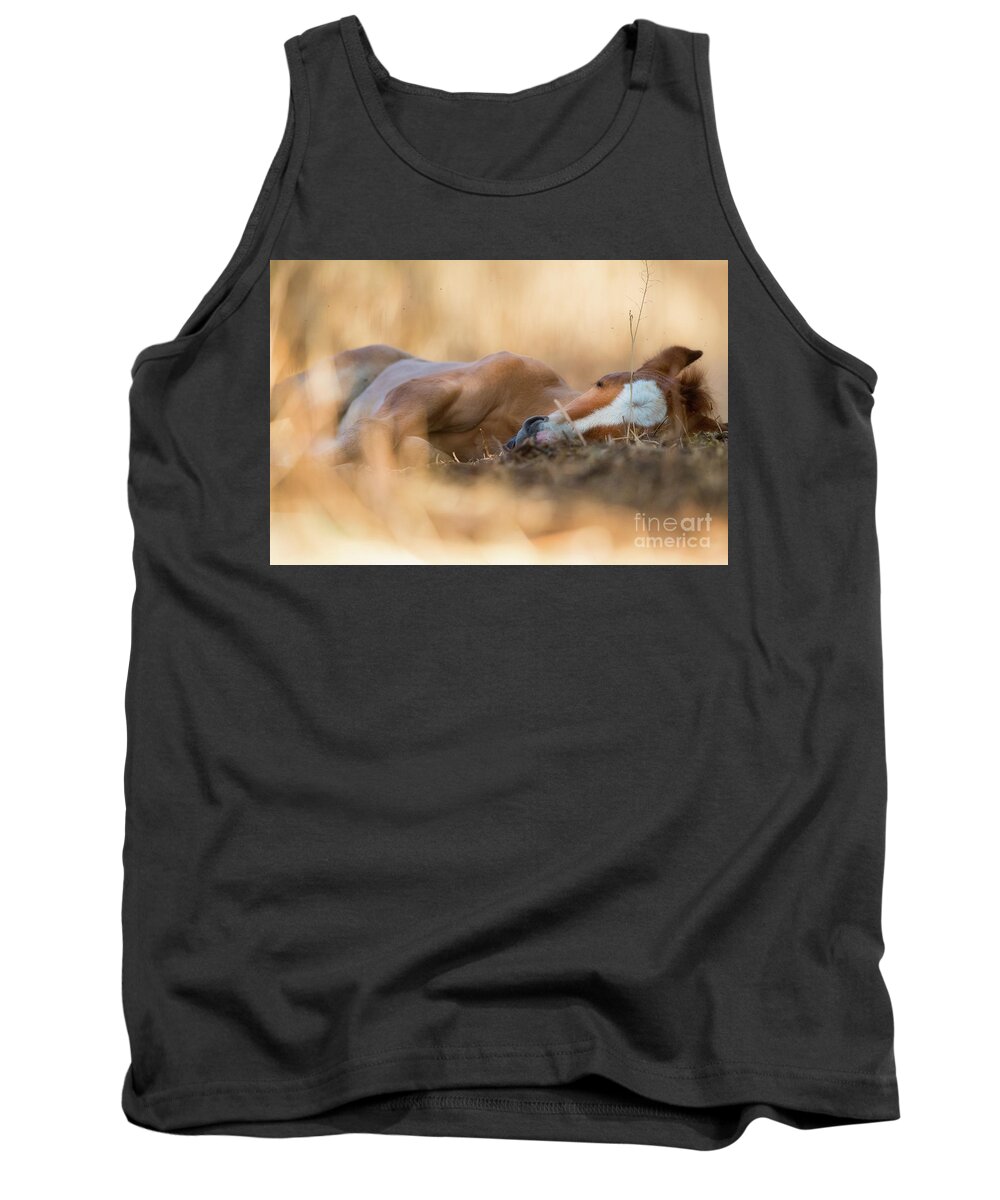 Cute Foal Tank Top featuring the photograph Golden Nap by Shannon Hastings