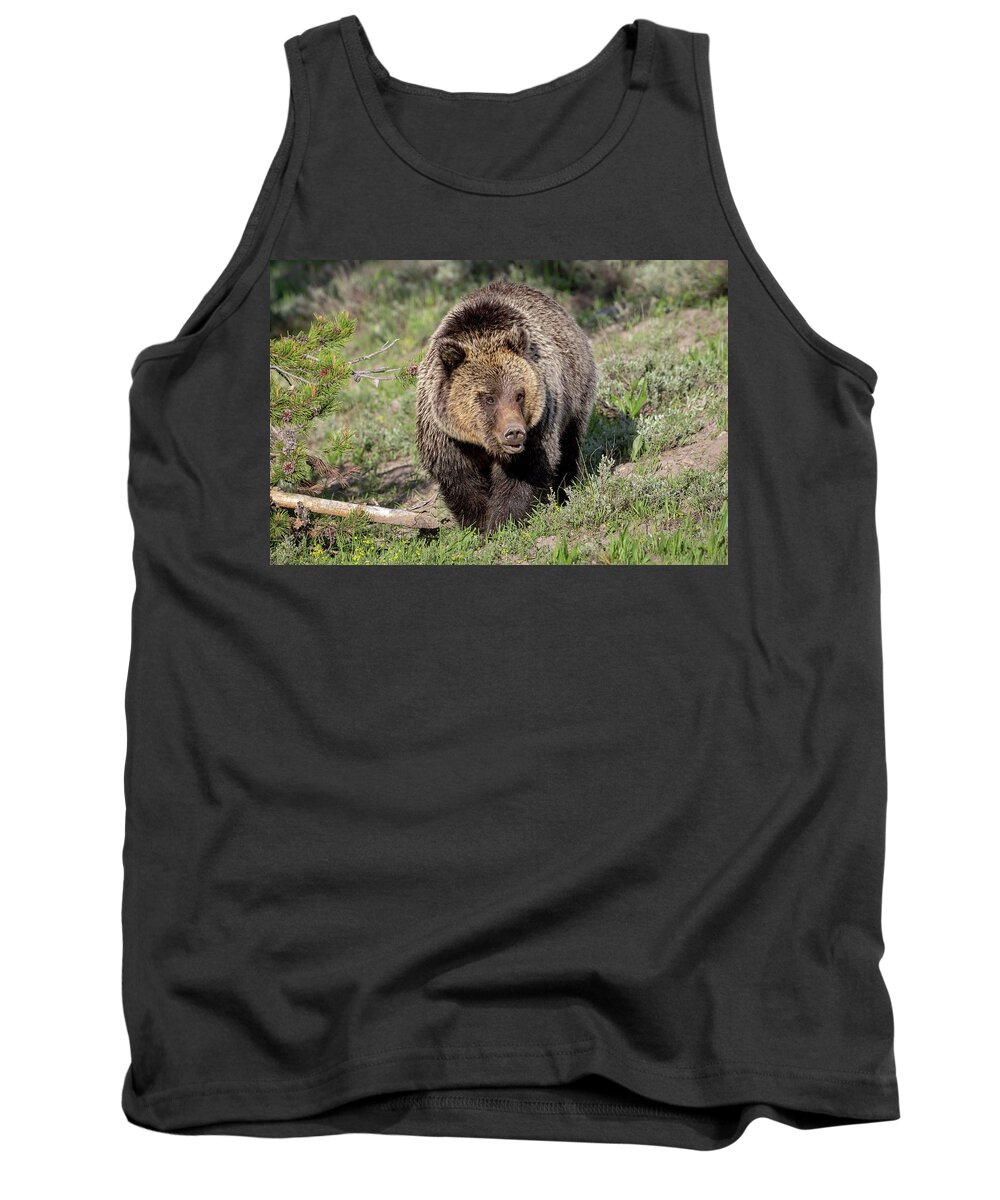 Grizzly Bear Tank Top featuring the photograph Grizzly Bear On the Move by Jack Bell