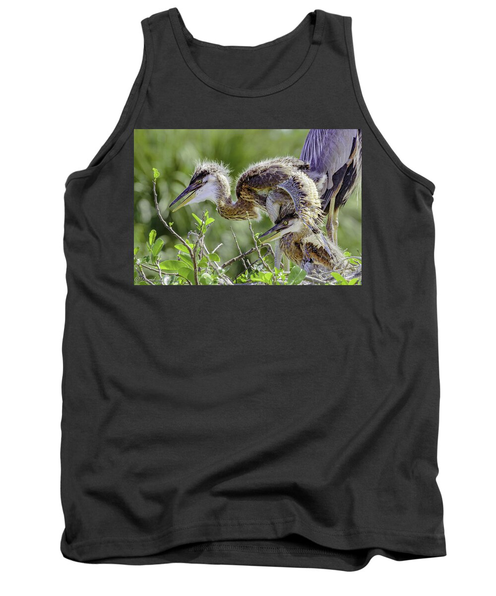 Great Blue Heron Tank Top featuring the photograph Heron Chicks by David Lee
