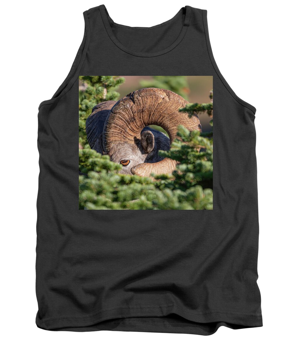 Ram Tank Top featuring the photograph Hiding in the Pines by Mark Harrington