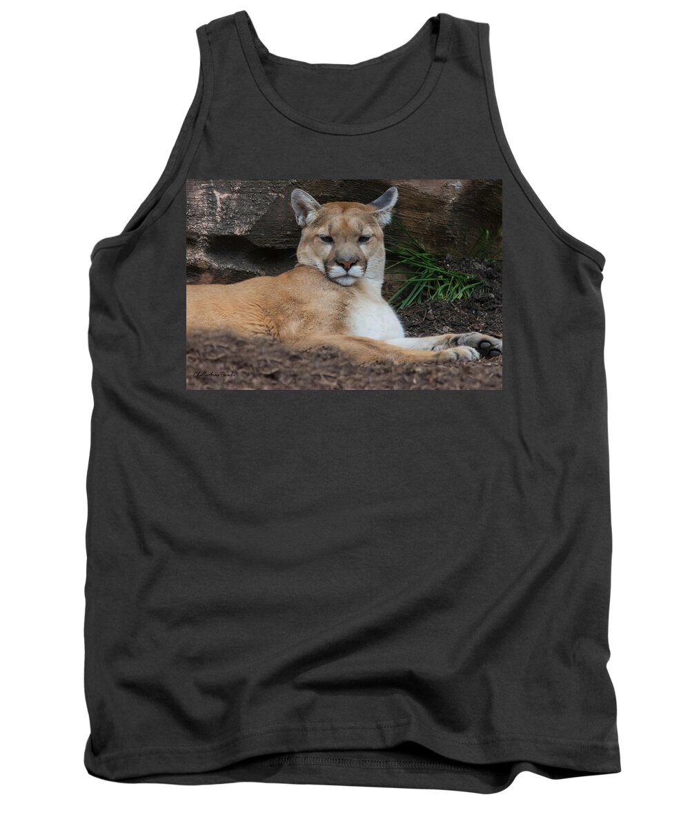 Cougar Tank Top featuring the photograph Just Relaxing by ChelleAnne Paradis