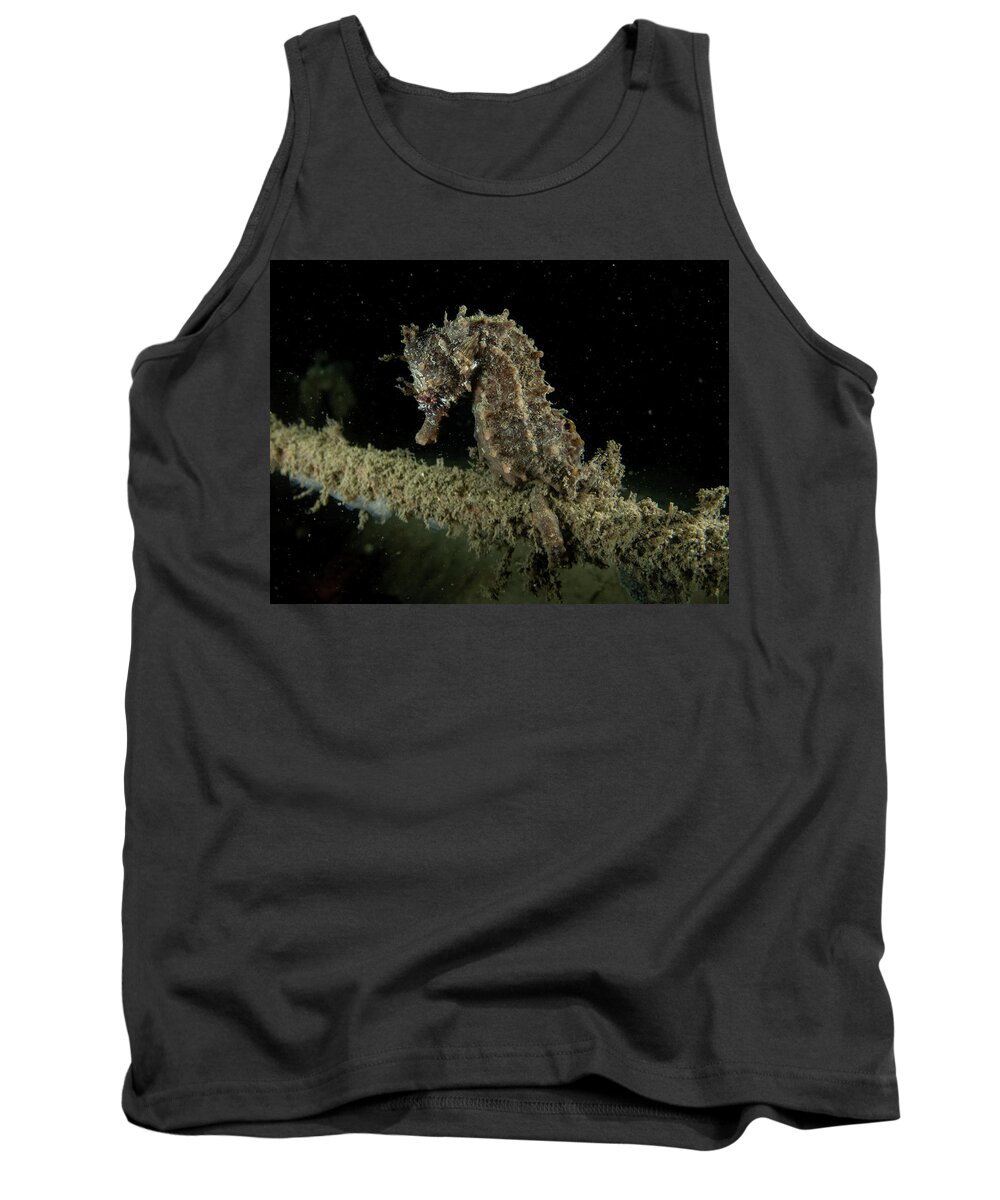 Fish Tank Top featuring the photograph Lined Seahorse by Brian Weber