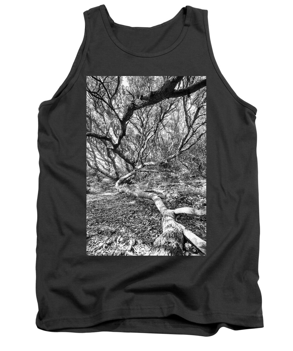 Live Oak Tree Tank Top featuring the photograph Live Oak in Fort Macon State Park by Bob Decker