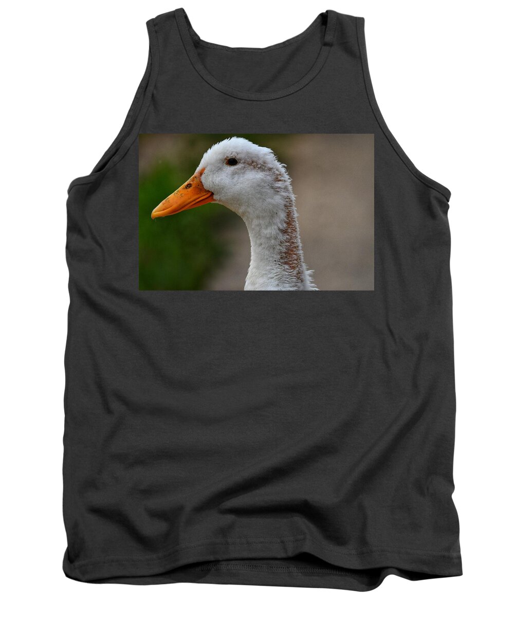 Photo Tank Top featuring the photograph Molting Duck by Evan Foster