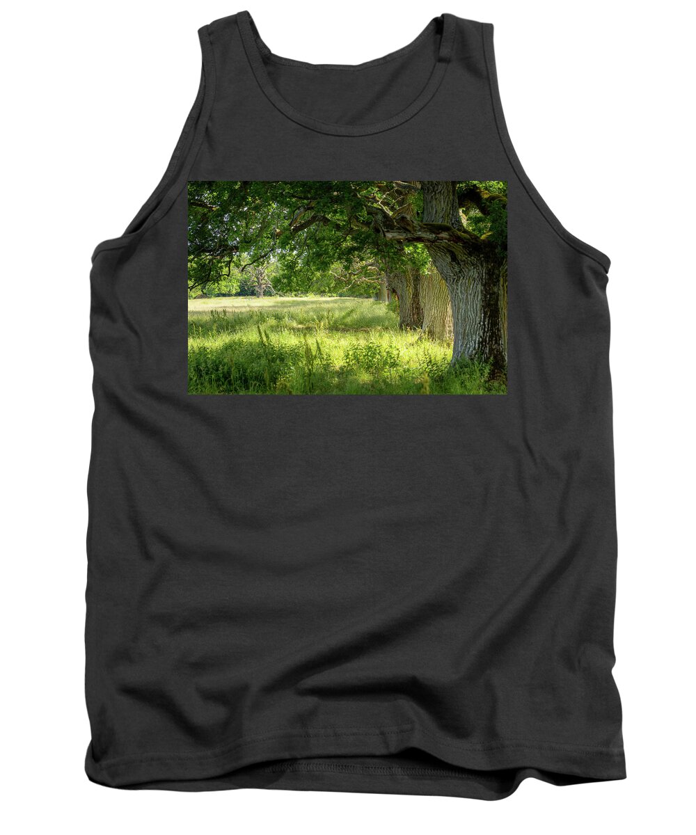 Oak Tank Top featuring the photograph Old Oak Trees In Sunlight by Nicklas Gustafsson