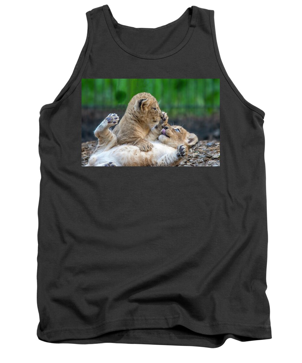 Lions Tank Top featuring the photograph Playful Lion Cubs by Gareth Parkes