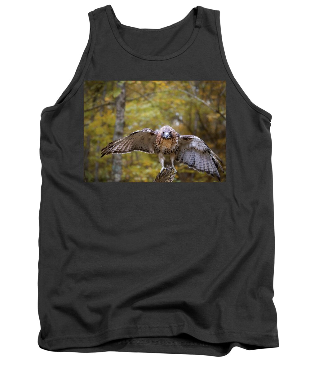 Red-tailed Hawk Tank Top featuring the photograph Red-Tailed Hawk Landing by Jaki Miller