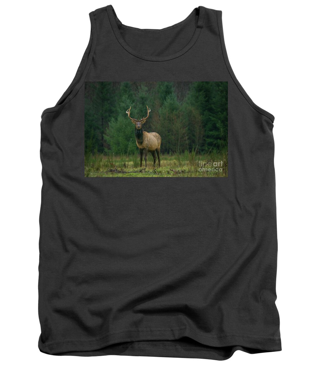 Animal Tank Top featuring the photograph Rocky Mountain Elk in a Forest Clearing by Nancy Gleason