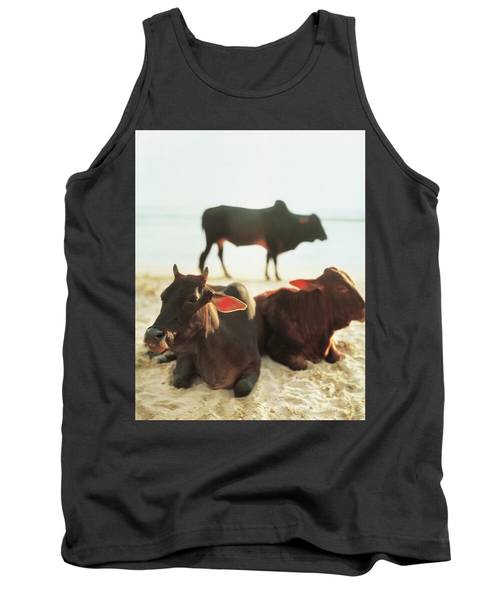 Sacred Tank Top featuring the photograph Sacred Cows on the Beach by Carol Whaley Addassi