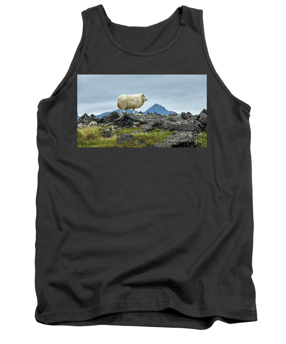 Sheep Tank Top featuring the photograph Sheep in Lava field by Matteo Del Grosso