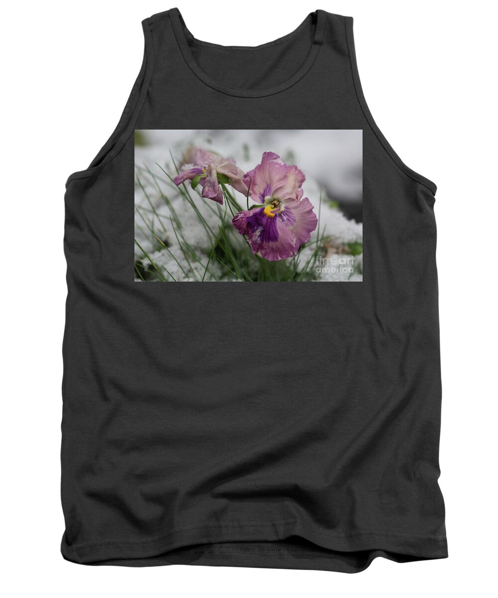 Pansies Tank Top featuring the photograph Snowy Pansies by Eva Lechner