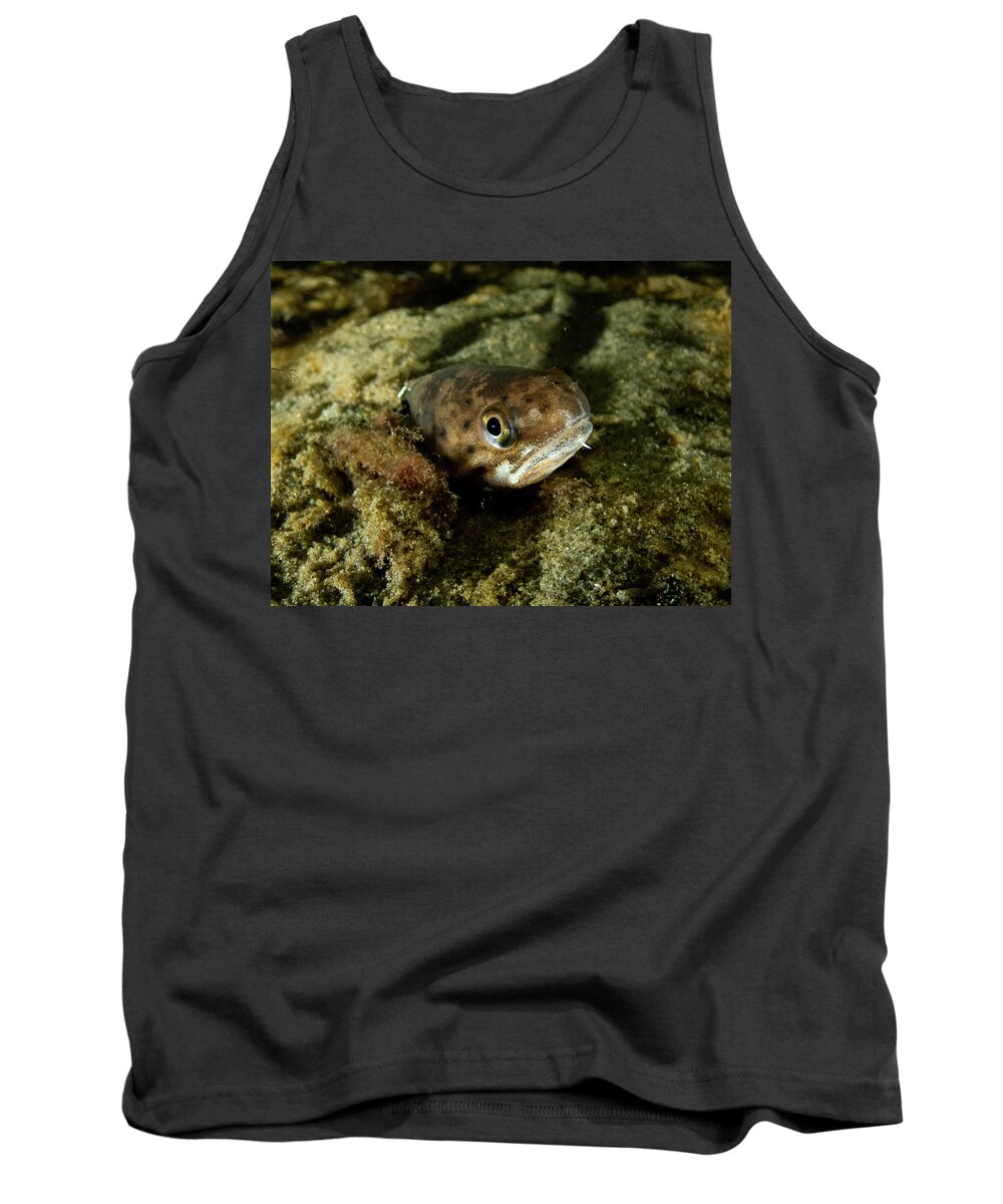 Fish Tank Top featuring the photograph Spotted Hake by Brian Weber