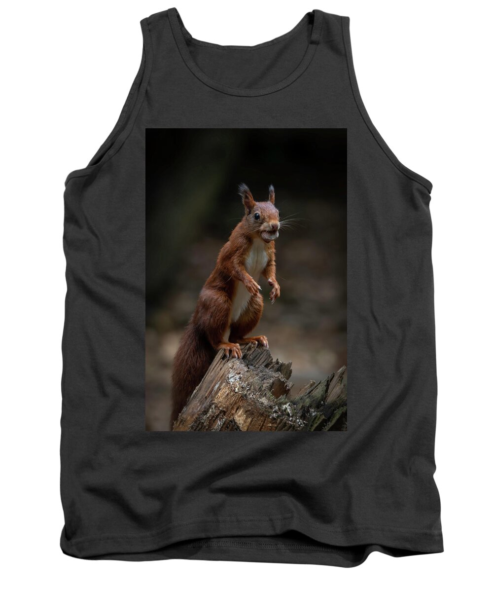Squirrel Tank Top featuring the photograph Squirrel collecting and hiding nuts by Marjolein Van Middelkoop