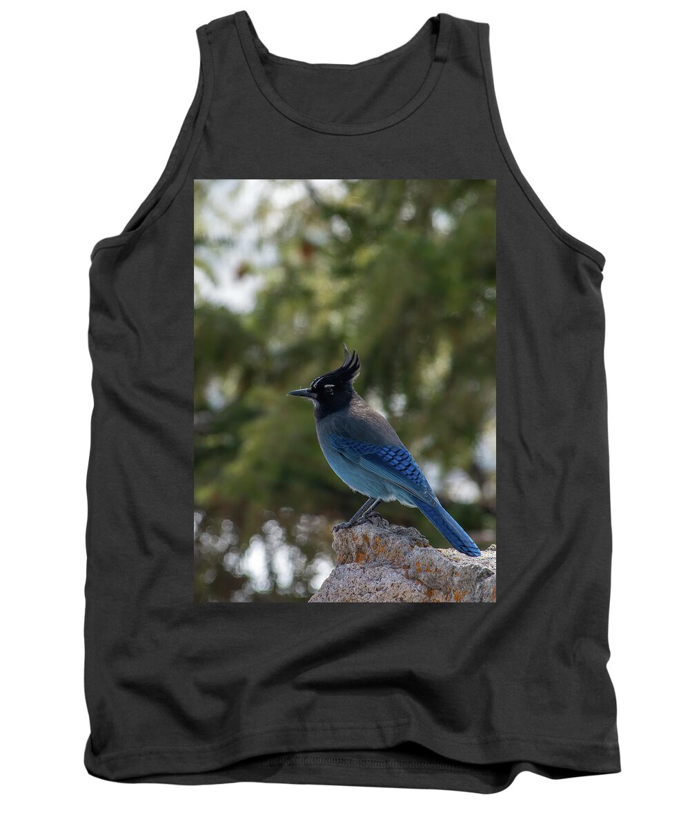 Mountain Jay Tank Top featuring the photograph Steller's Jay by Bitter Buffalo Photography
