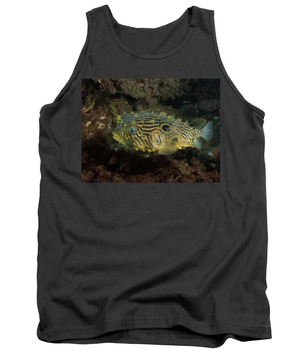 Burrfish Tank Top featuring the photograph Striped burrfish by Brian Weber